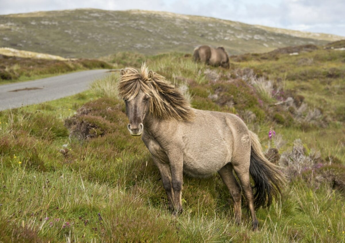 Scotland Hebrides Shetland pony south Uist outer Hebrides