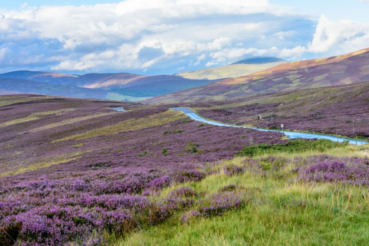Scotland cairngorms Beautiful native purple heather