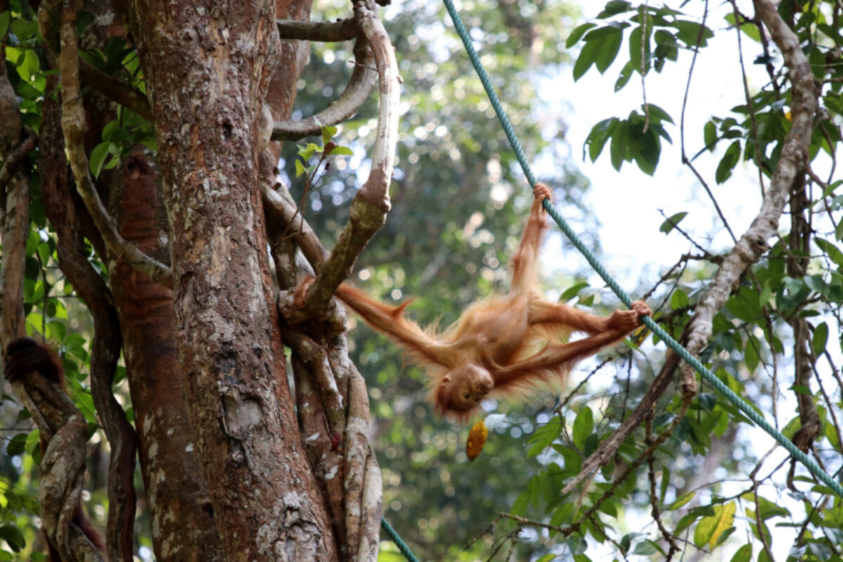 Semenggoh Borneo Malaysia Asia Orangutan