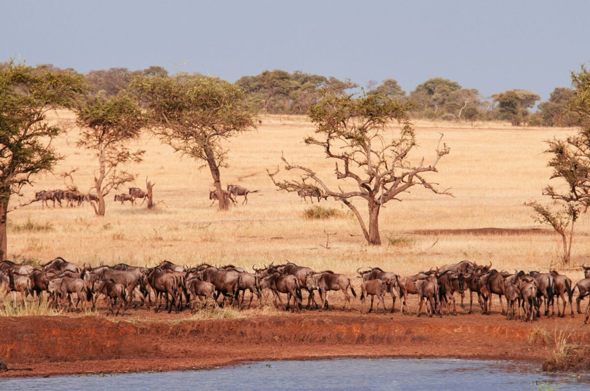 Serengeti Grumeti reserve tanzania