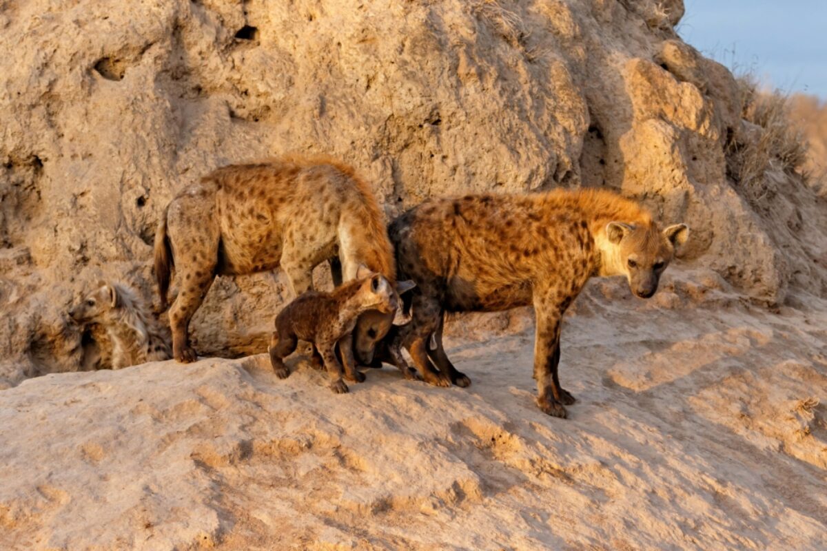 South Africa Sabi Sands Hyena
