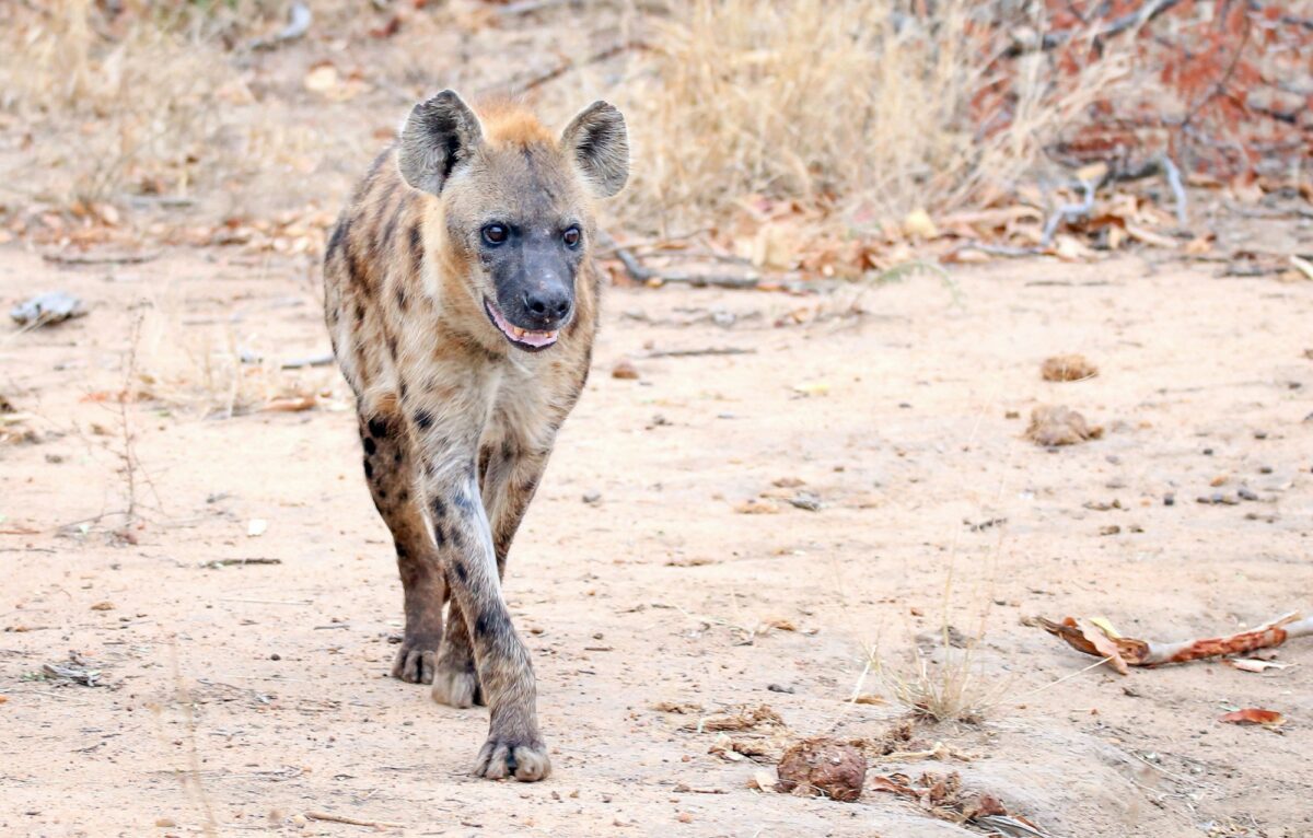 South Luangwa hyena