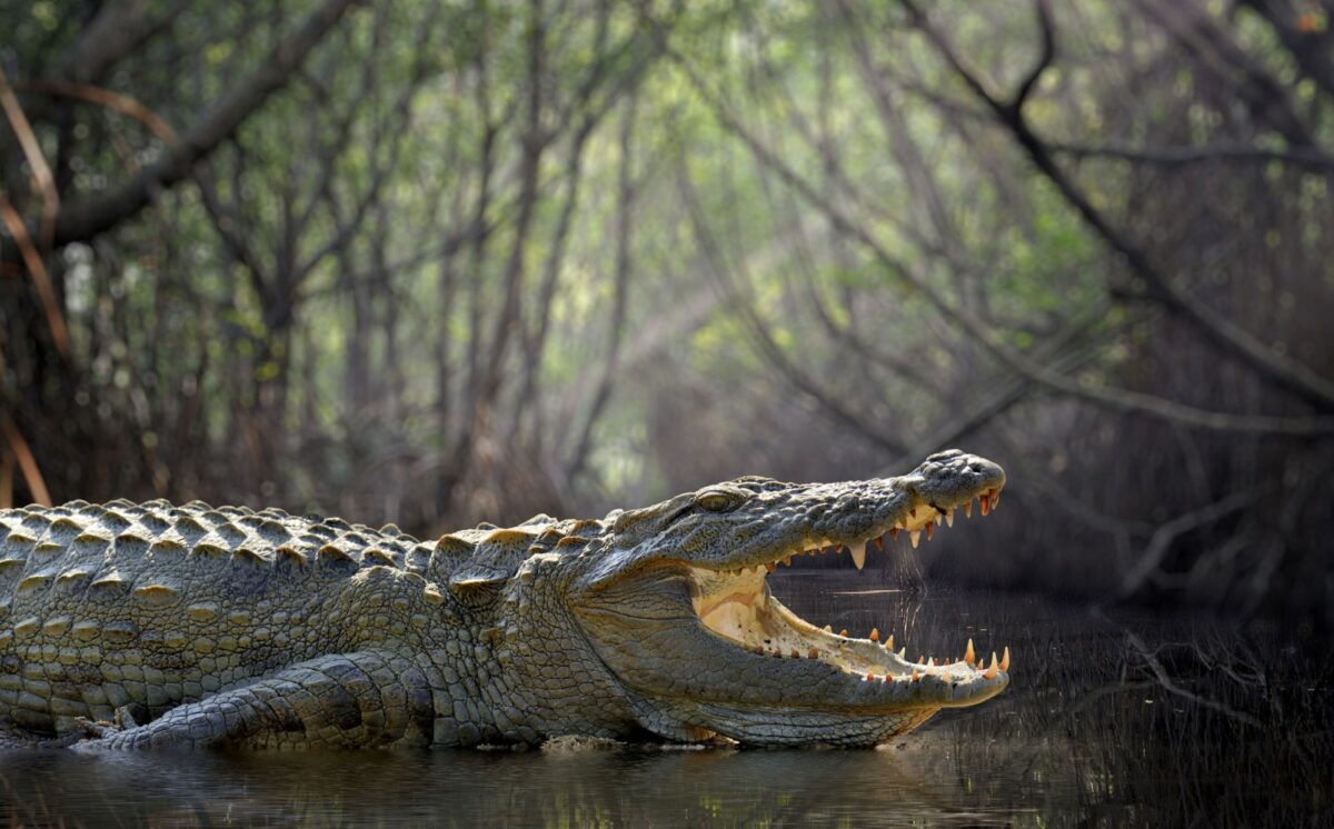 Sri Lanka Gal Oya National Park crocodile