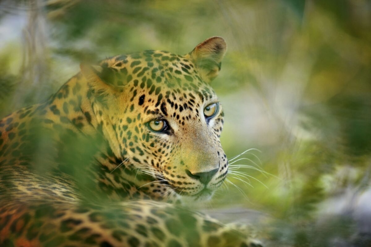 Sri Lanka Gal Oya National Park leopard