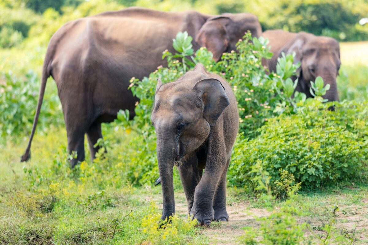 Sri Lanka Udawalawe elephants