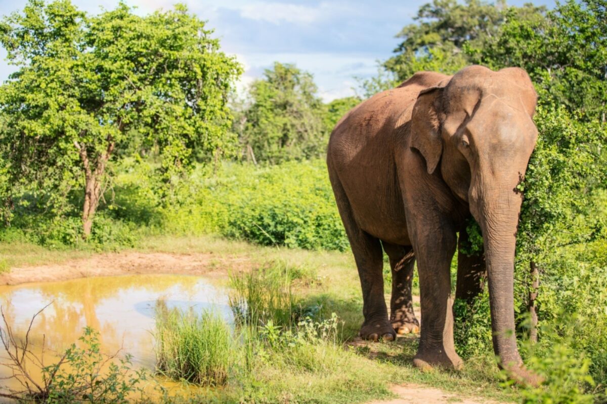 Sri Lanka Udawalawe elephants2