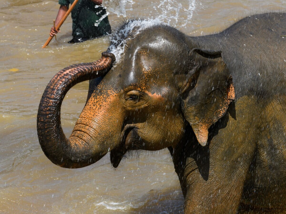 Sri Lanka Wilpattu National Park elephant
