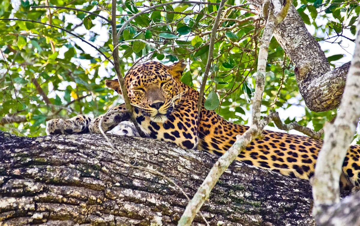 Sri Lanka Wilpattu National Park leopard