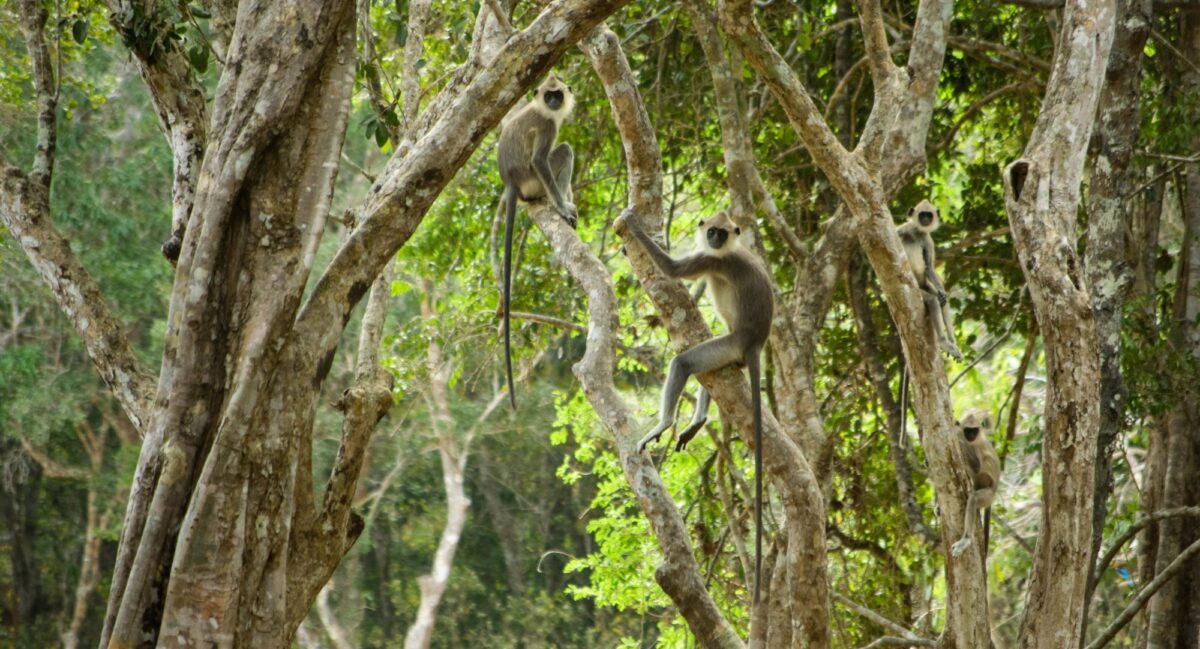 Sri Lanka Wilpattu National Park monkeys