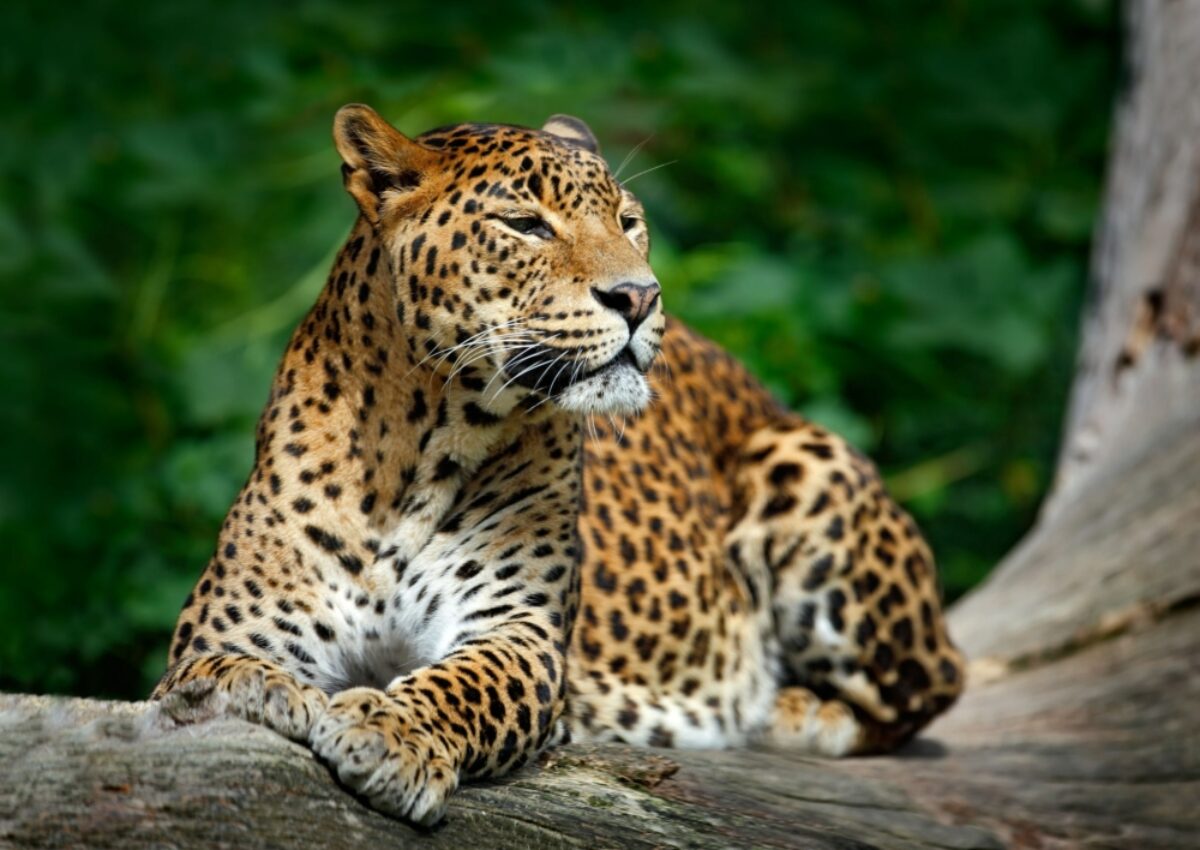 Sri Lanka Yala National Park leopard