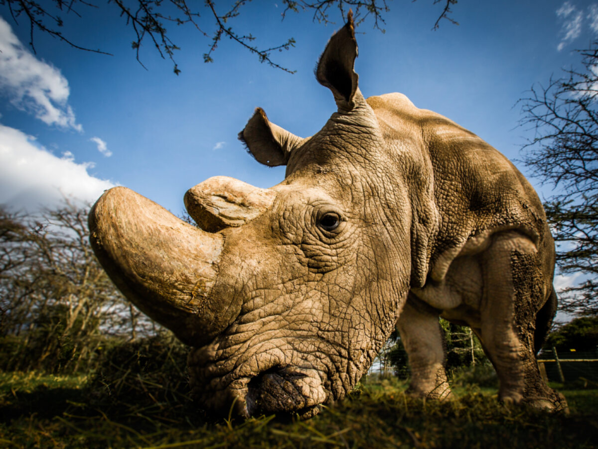Sudan-the-worlds-last-male-northern-white-rhino-in-Kenya-before-his-death-in-2018.-Photo-by-Andrew-Wegst-for-Wild Aid