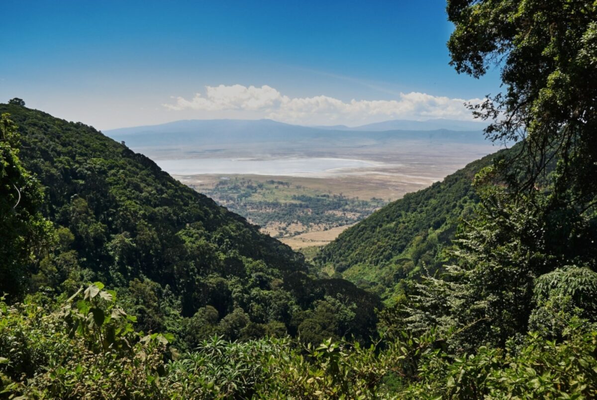 Tanzania Ngorongoro forest