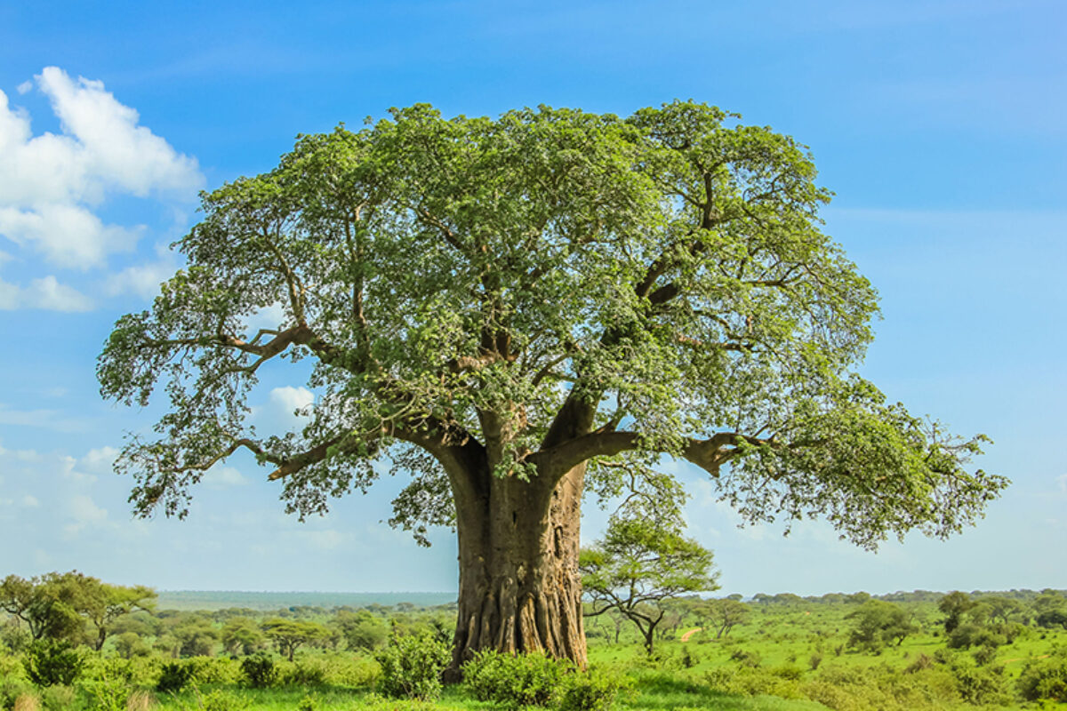 Tanzania Baobab tree in Tarangire National Park lowres