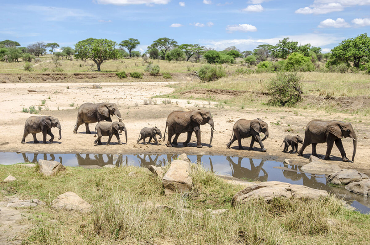 Tanzania Tarangire National Park elephants