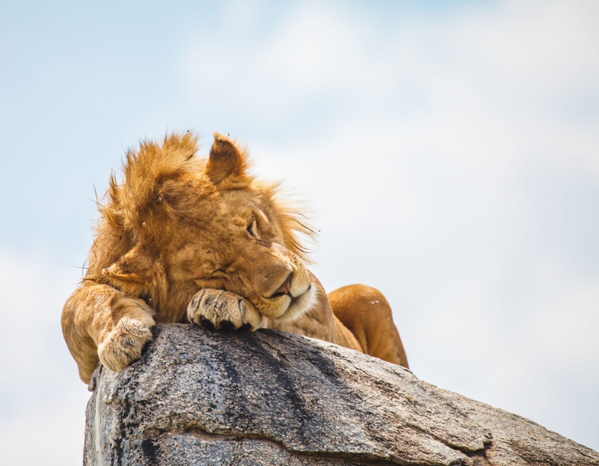 Tanzania lionsleeping