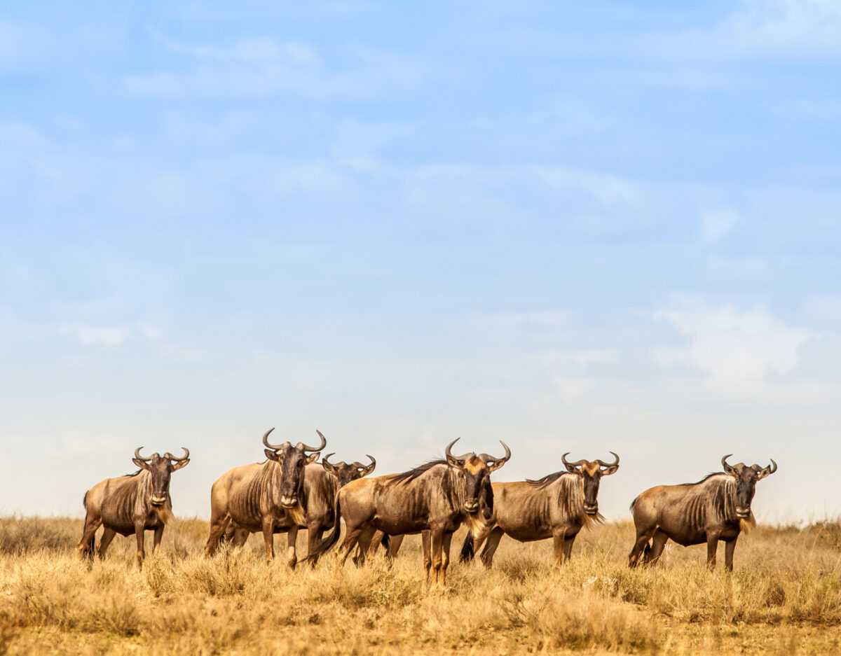 Tanzania_wilderbeastserengeti