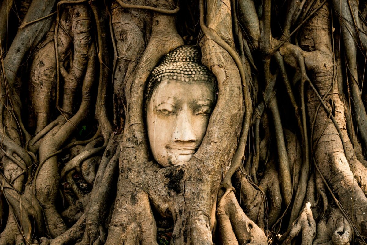Thailand Ayutthaya old Buddha statue head in tree at Wat Mahathat ancient temple