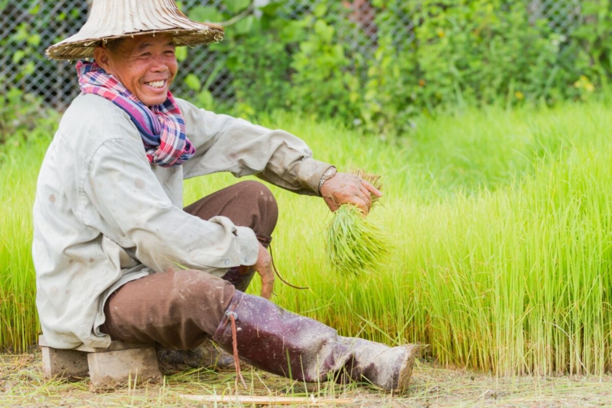 Thailand Chiang Rai Unidentified smiling asian male farmer working rice planting in the field on June 16 2017 in Chiang rai