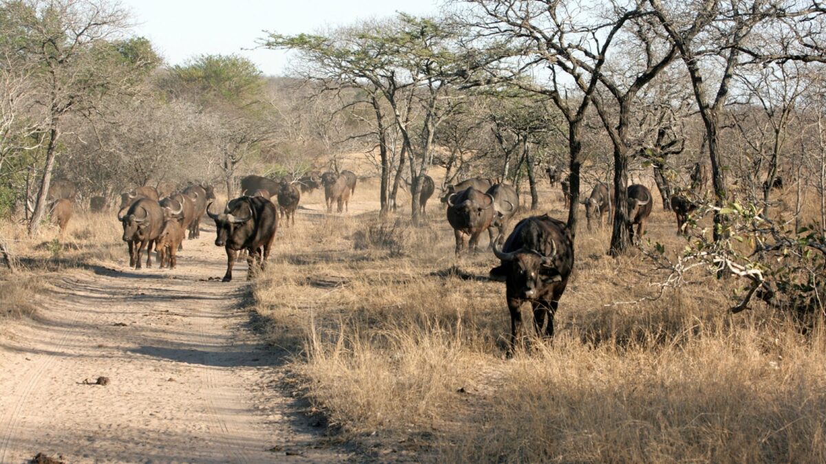 Thornybush Kruger National Park South Africa African Buffalo