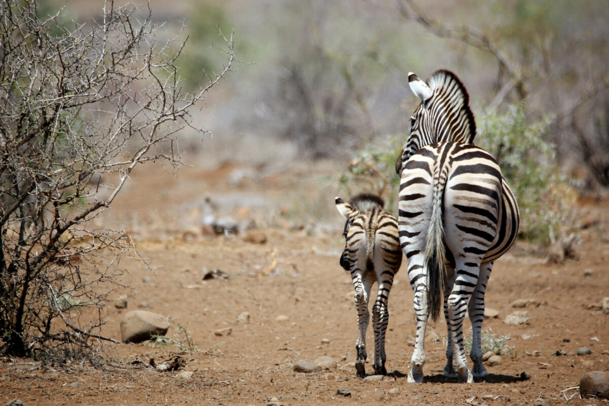 Timbavati Kruger Park South Africa zebra