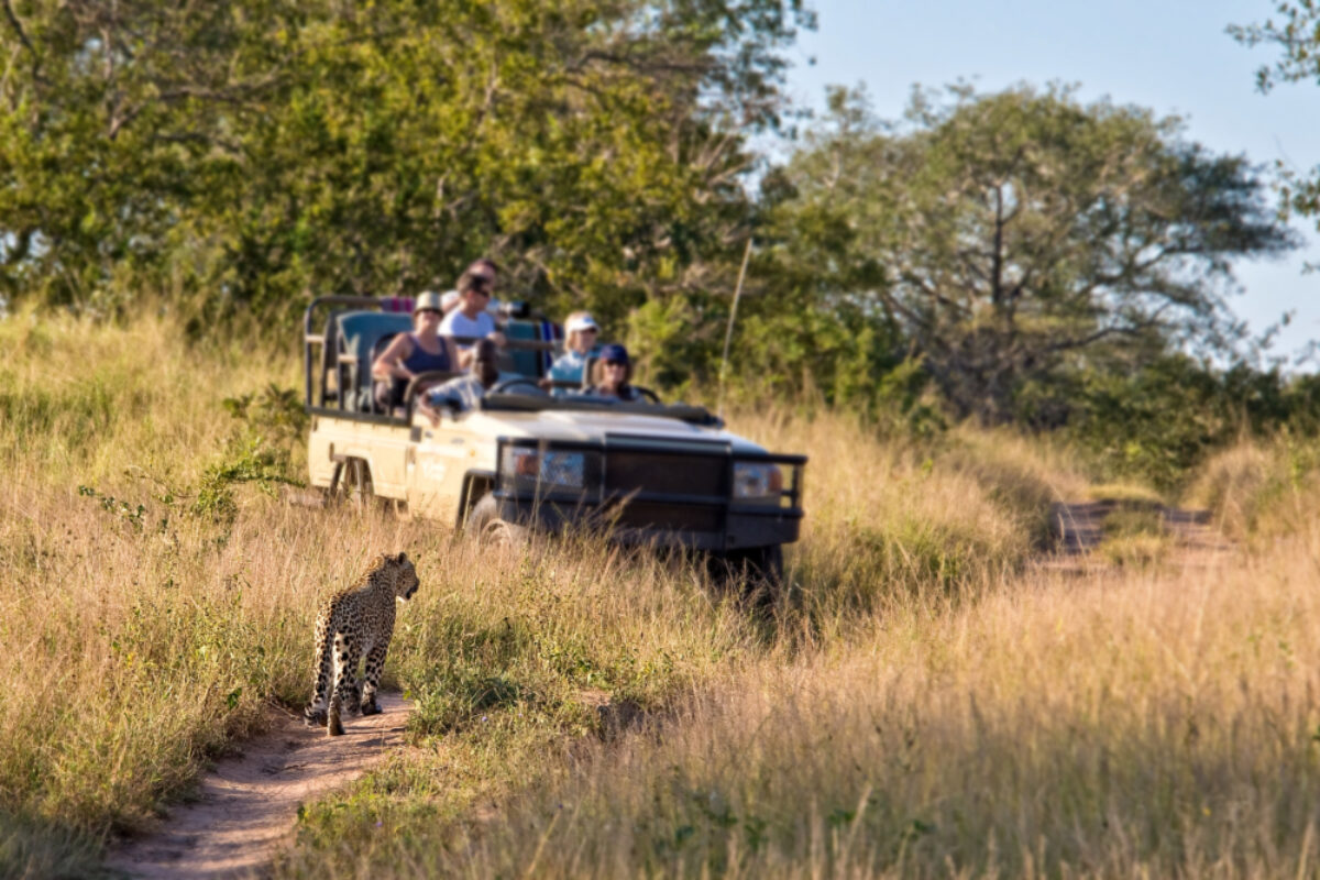 Tourists observing a female leopard South Africa