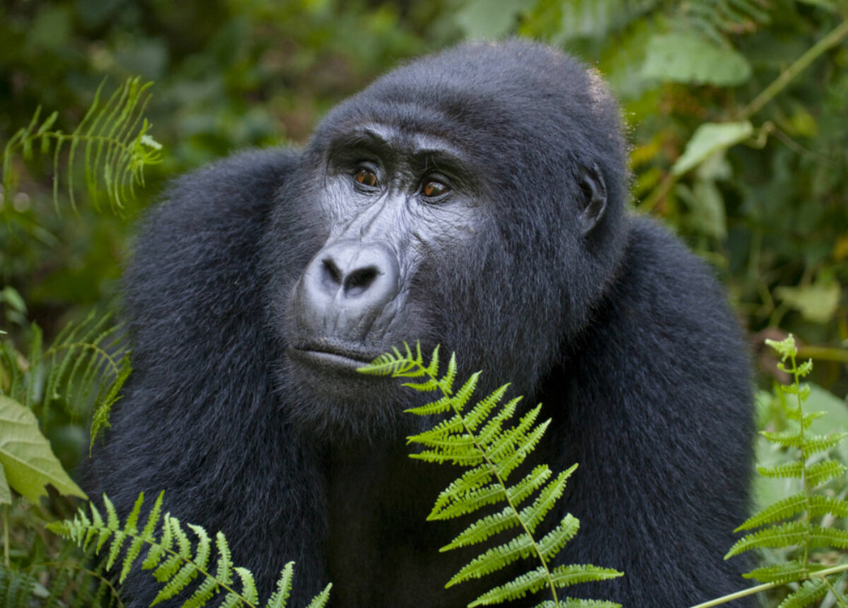 Uganda-gorilla
