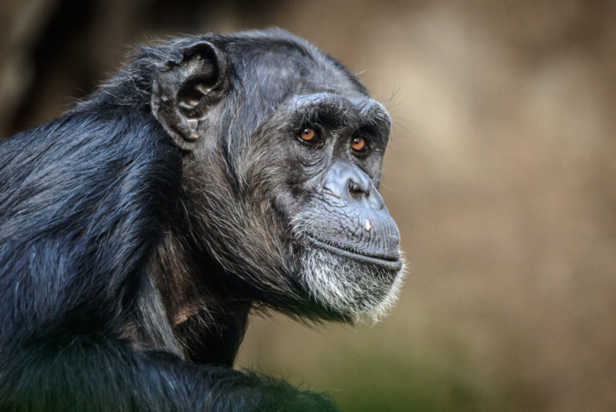 Uganda_Chimpanzee