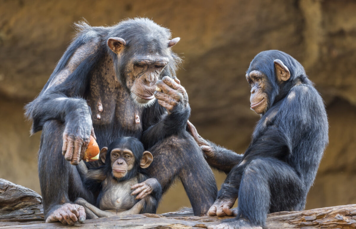 Uganda_Chimpanzee3