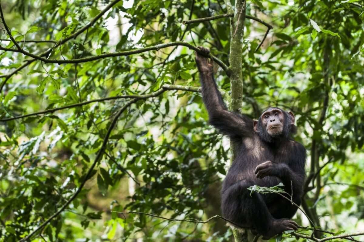 Uganda_Chimpanzee4