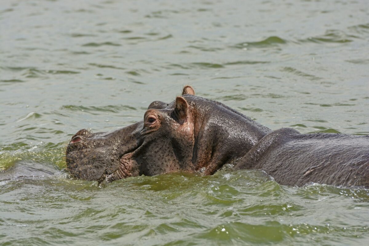 Uganda Kaningachannel hippo