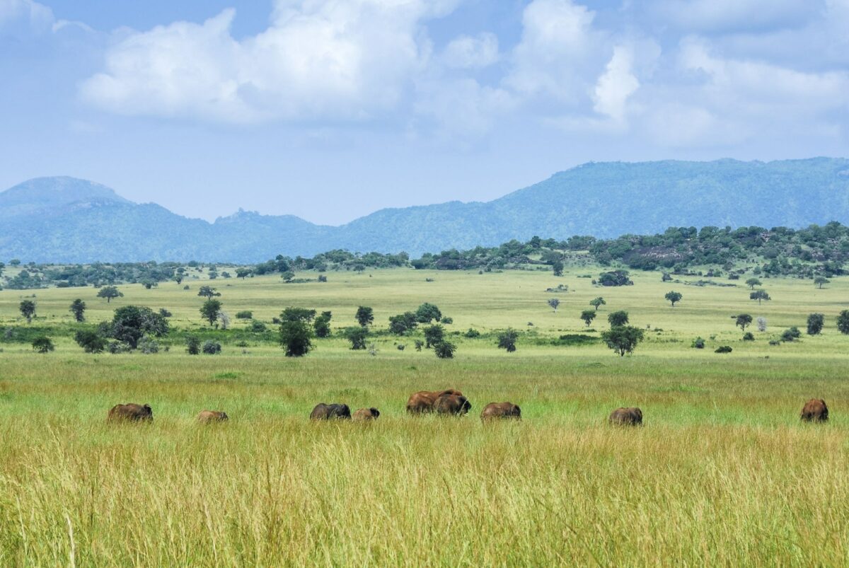 Uganda Kidepo Valley