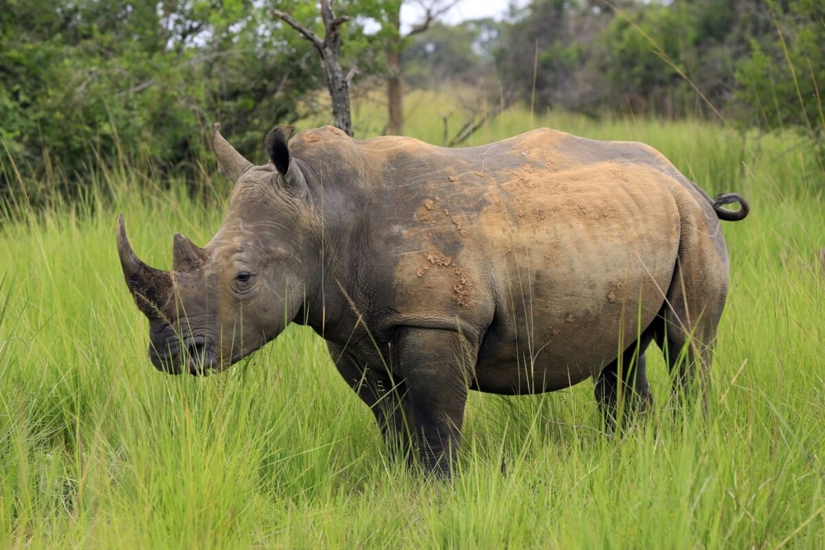 Uganda Ziwa Rhino Sanctuary