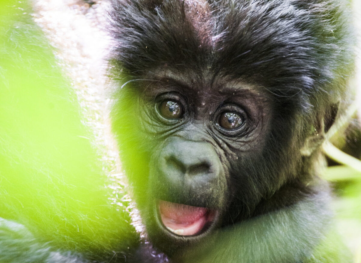 Uganda baby Mountain gorilla2 cropped