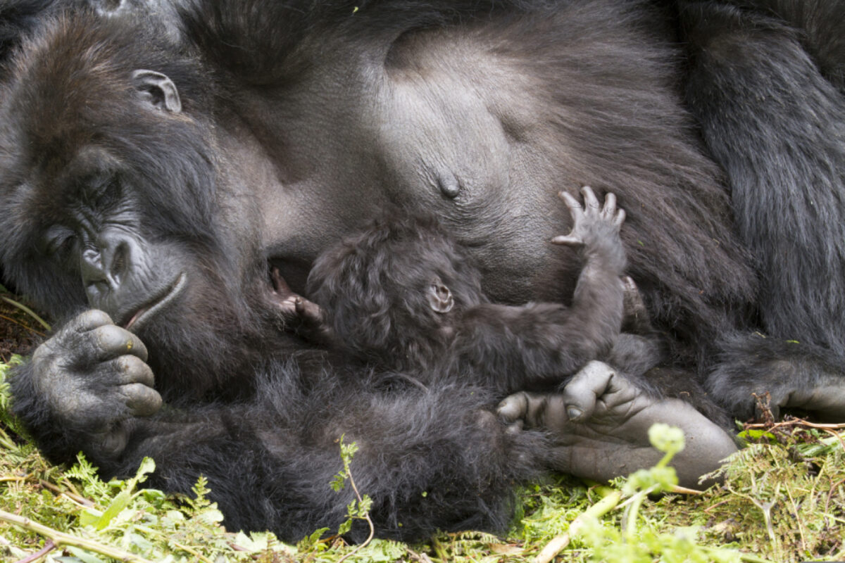 Uganda_gorilla_Biwindi Impenetable-National Park