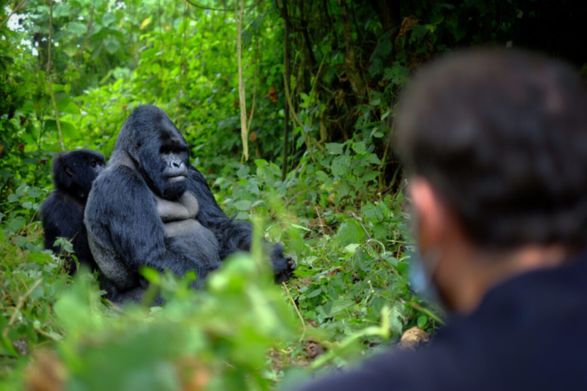 Uganda gorilla peopleobserving