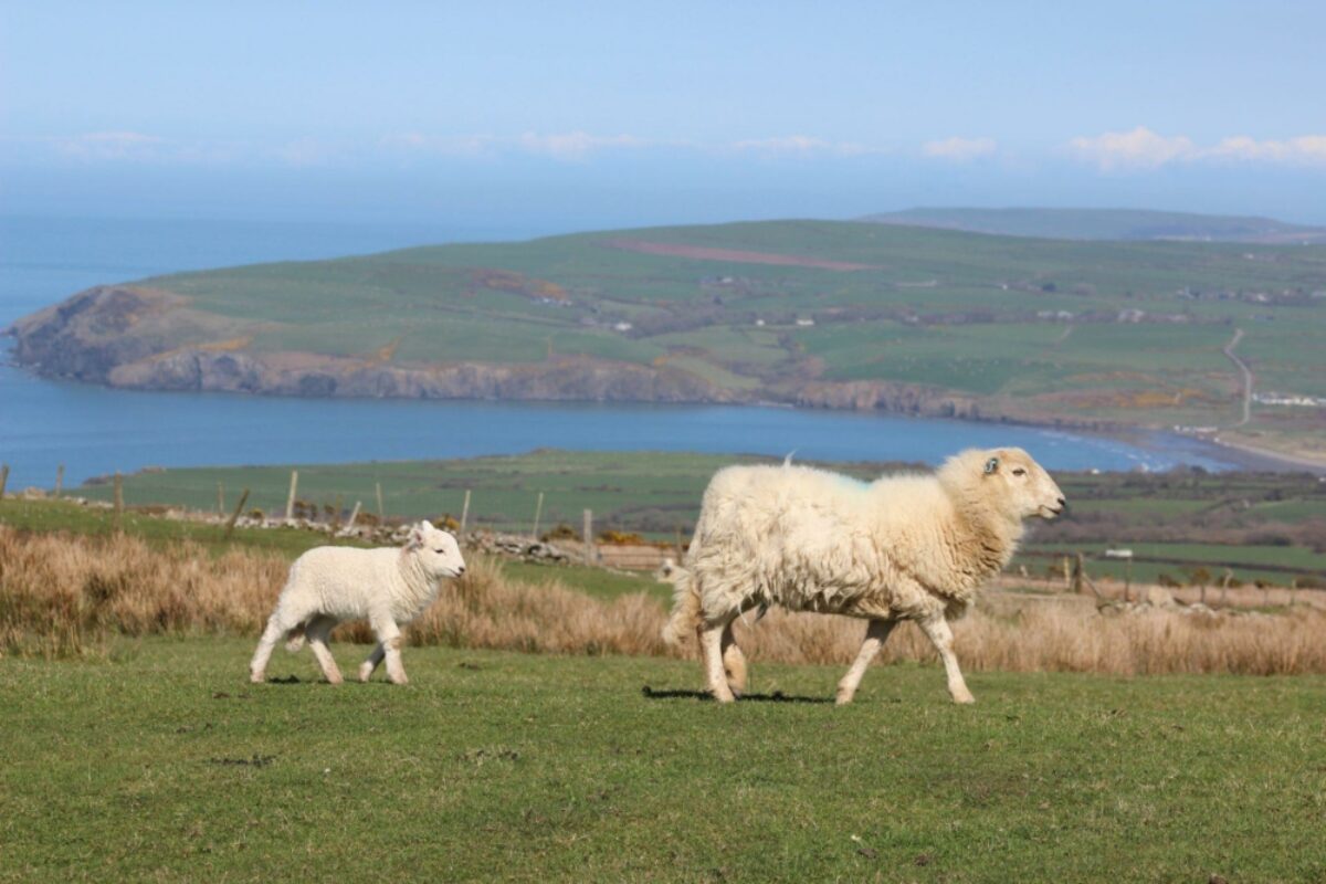 VIP Wales pembrokeshire sheep