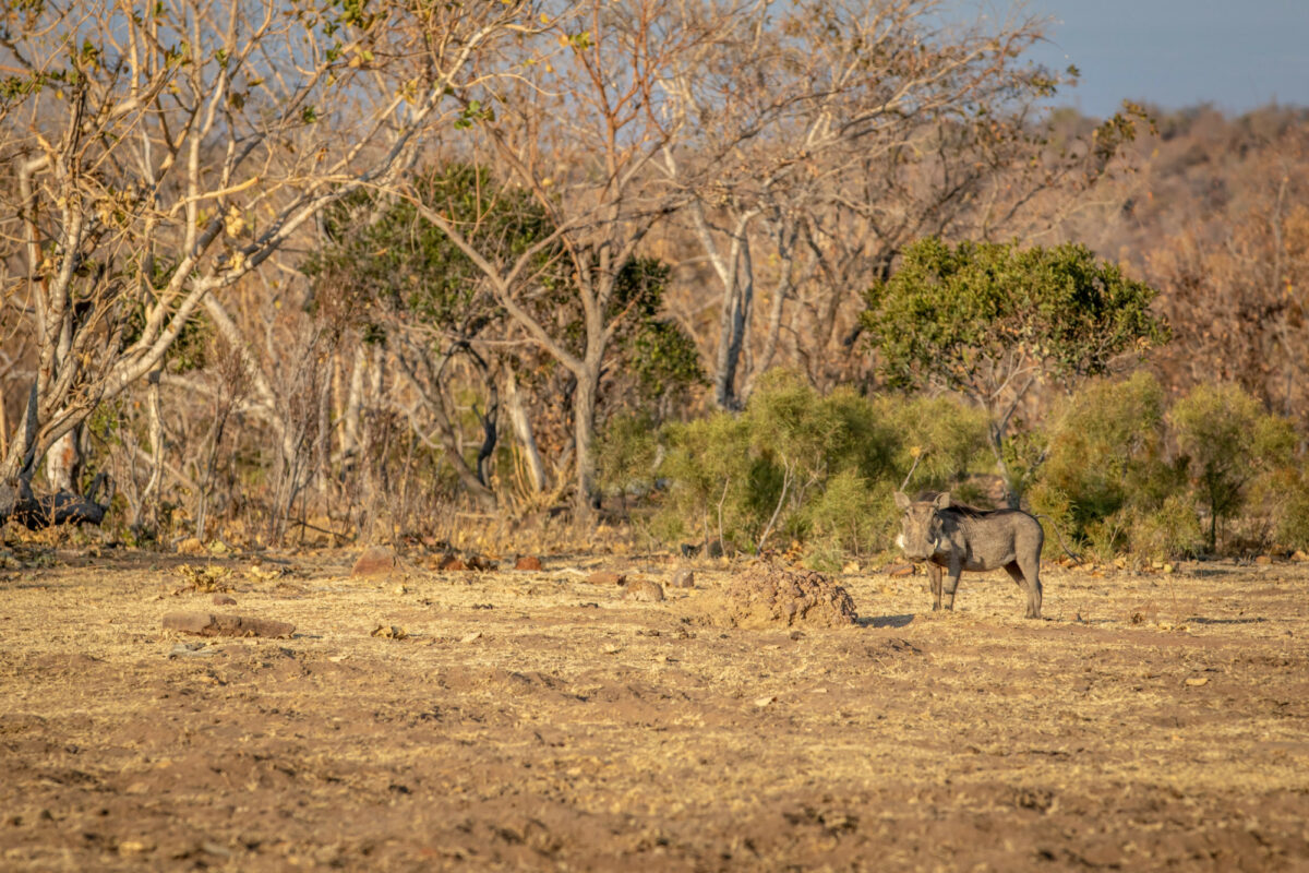 Welgevonden game reserve South Africa Warthog