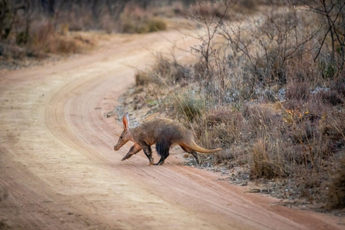 Welgevonden game reserve South Africa aardvark