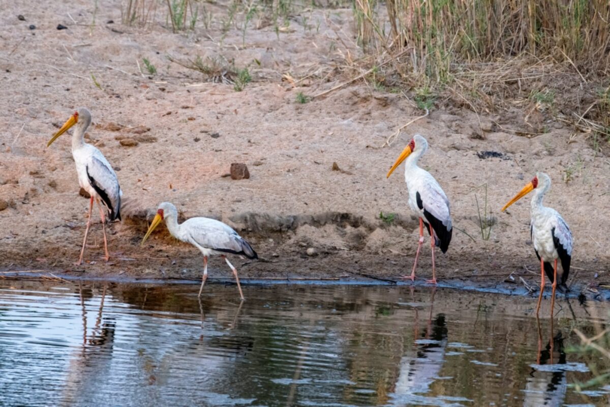 Yellow billed Storks with Reflections Mala Mala South Africa