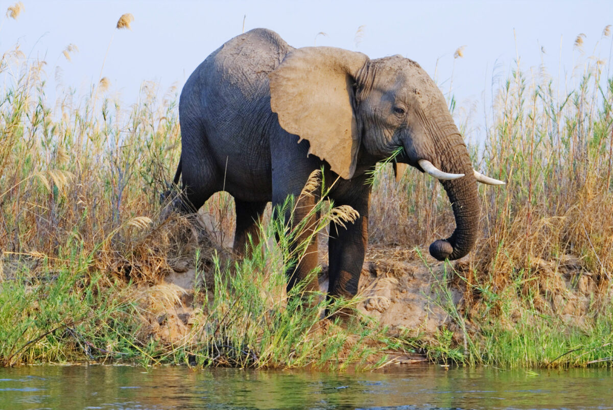 Zambia Lower Zambezi elephant