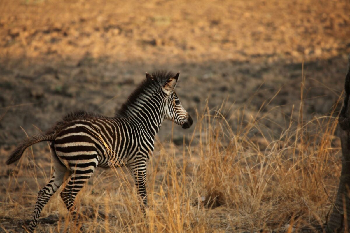 Zambia South Luangwa A young cute Plains Zebra Equus quagga in a grassland