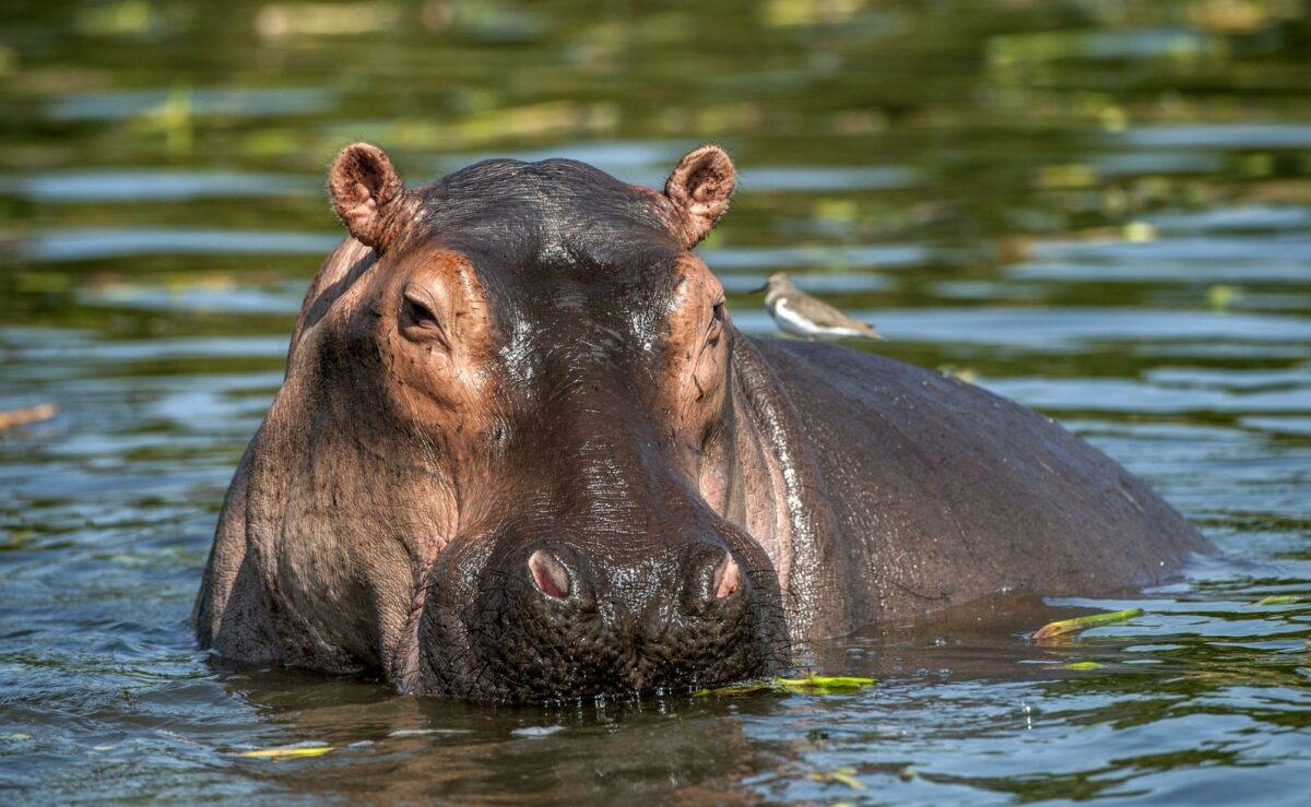 Zambia hippo