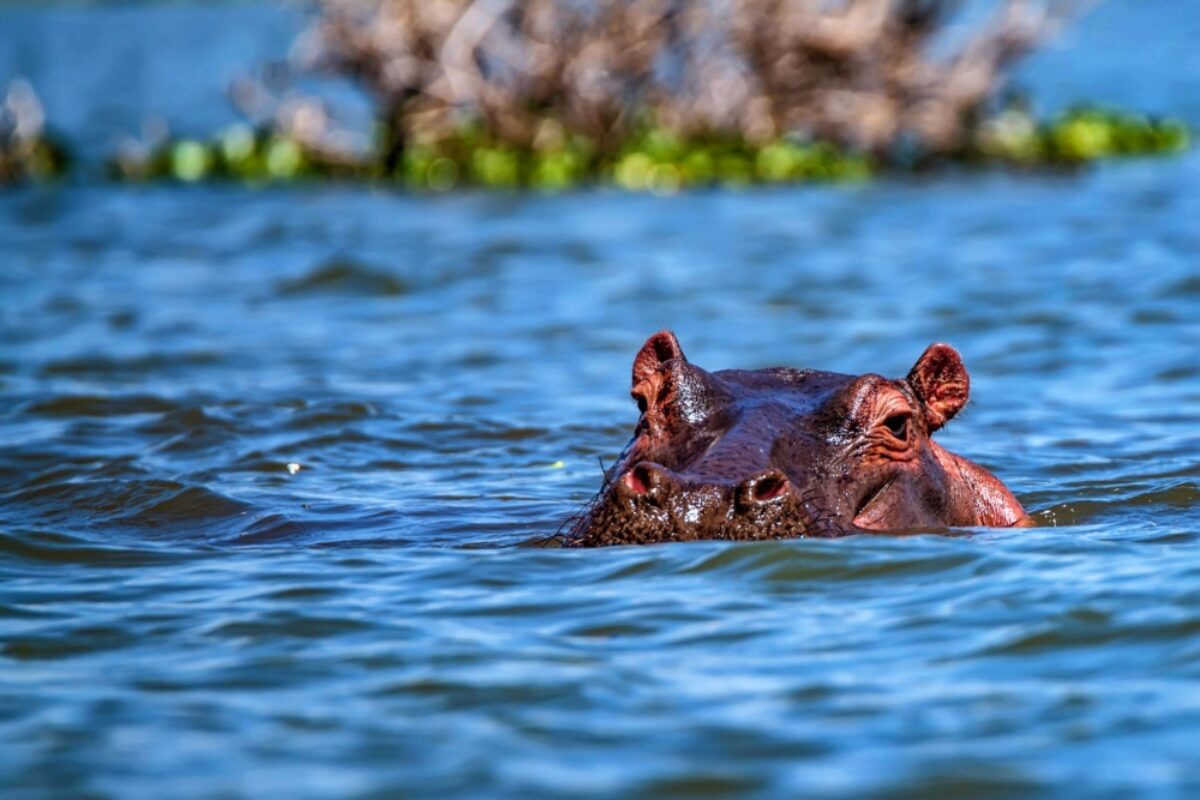 Zambia hippo2