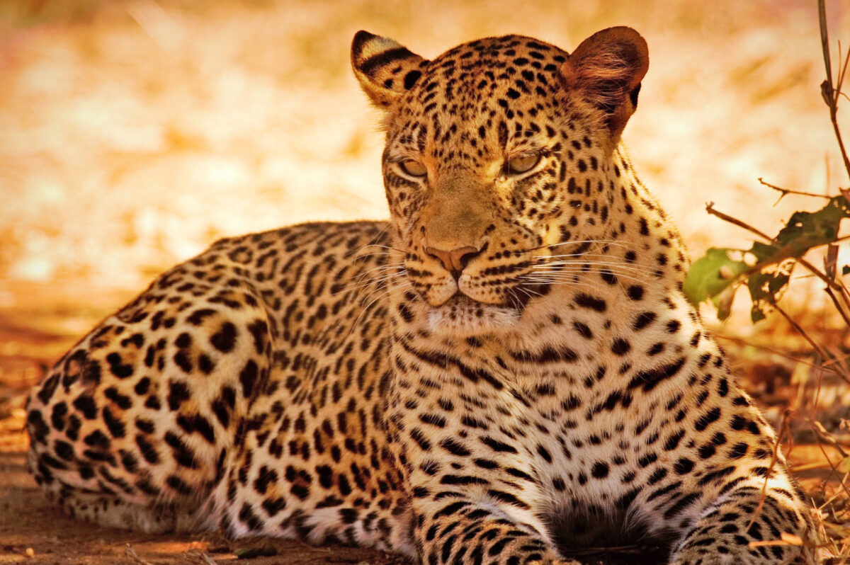 Zambia leopard