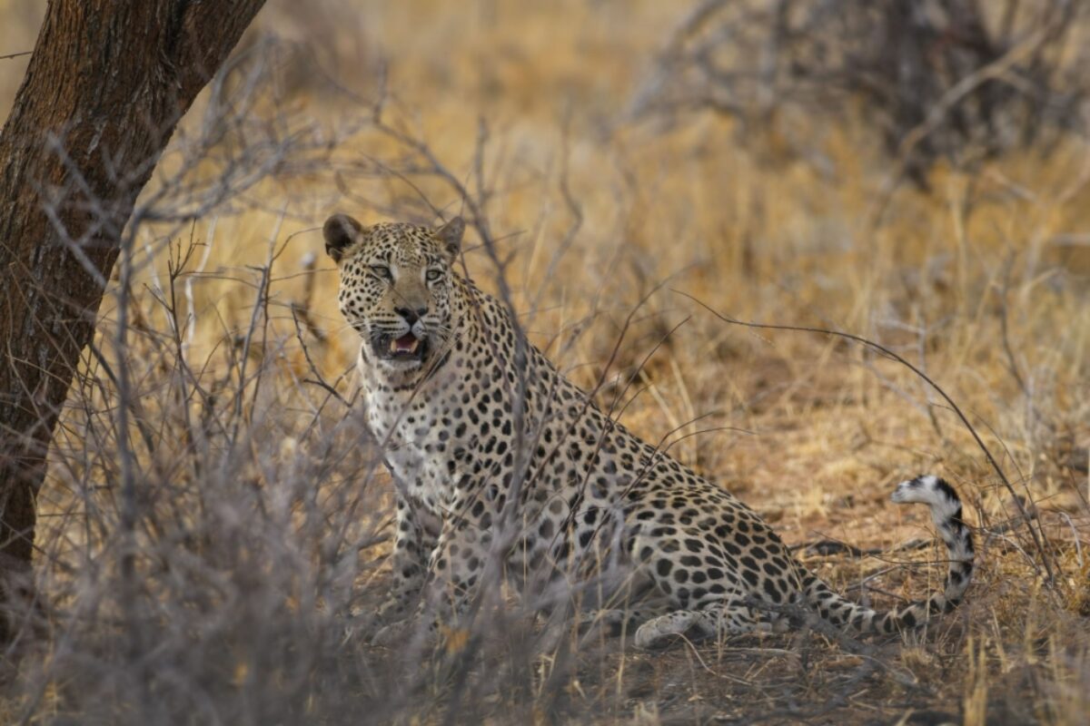Zambia leopard3