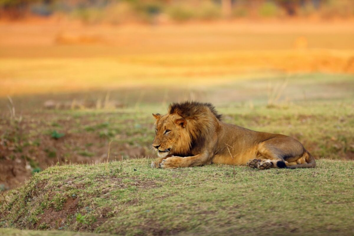 Zambia lion savannah