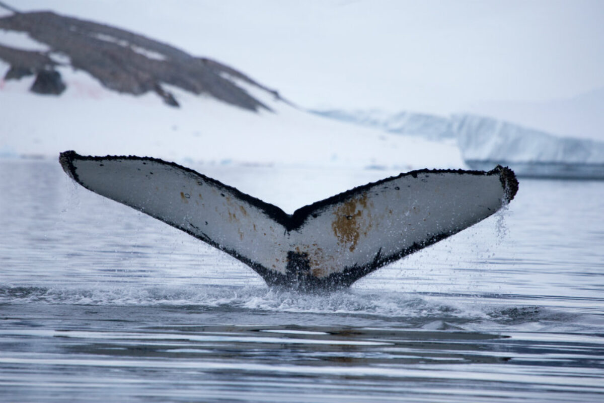Antarctica-Whale