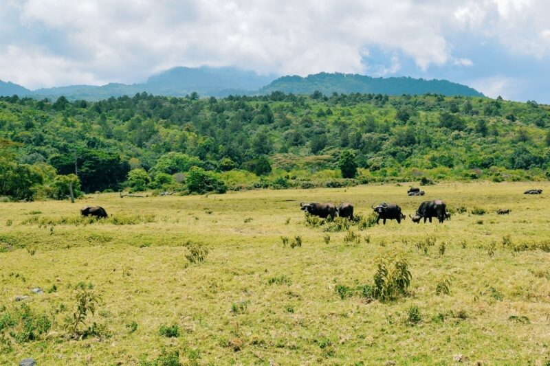 Arusha national park tanzania