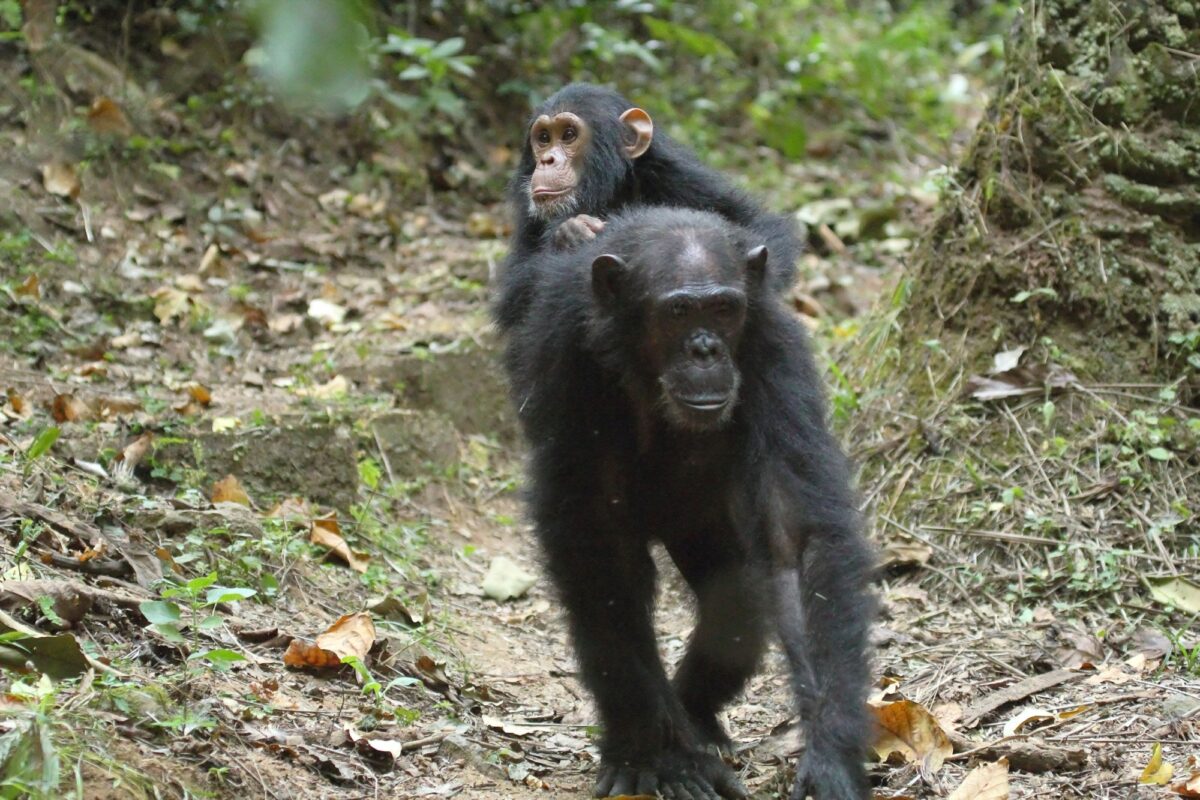 Chimpanzee Gombe Stream National Park Tanzania