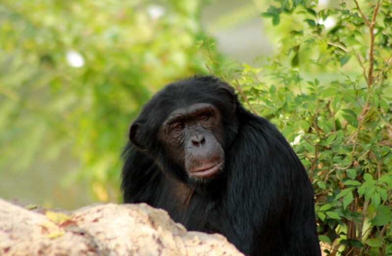 Chimpanzee Mahale Mountains tanzania
